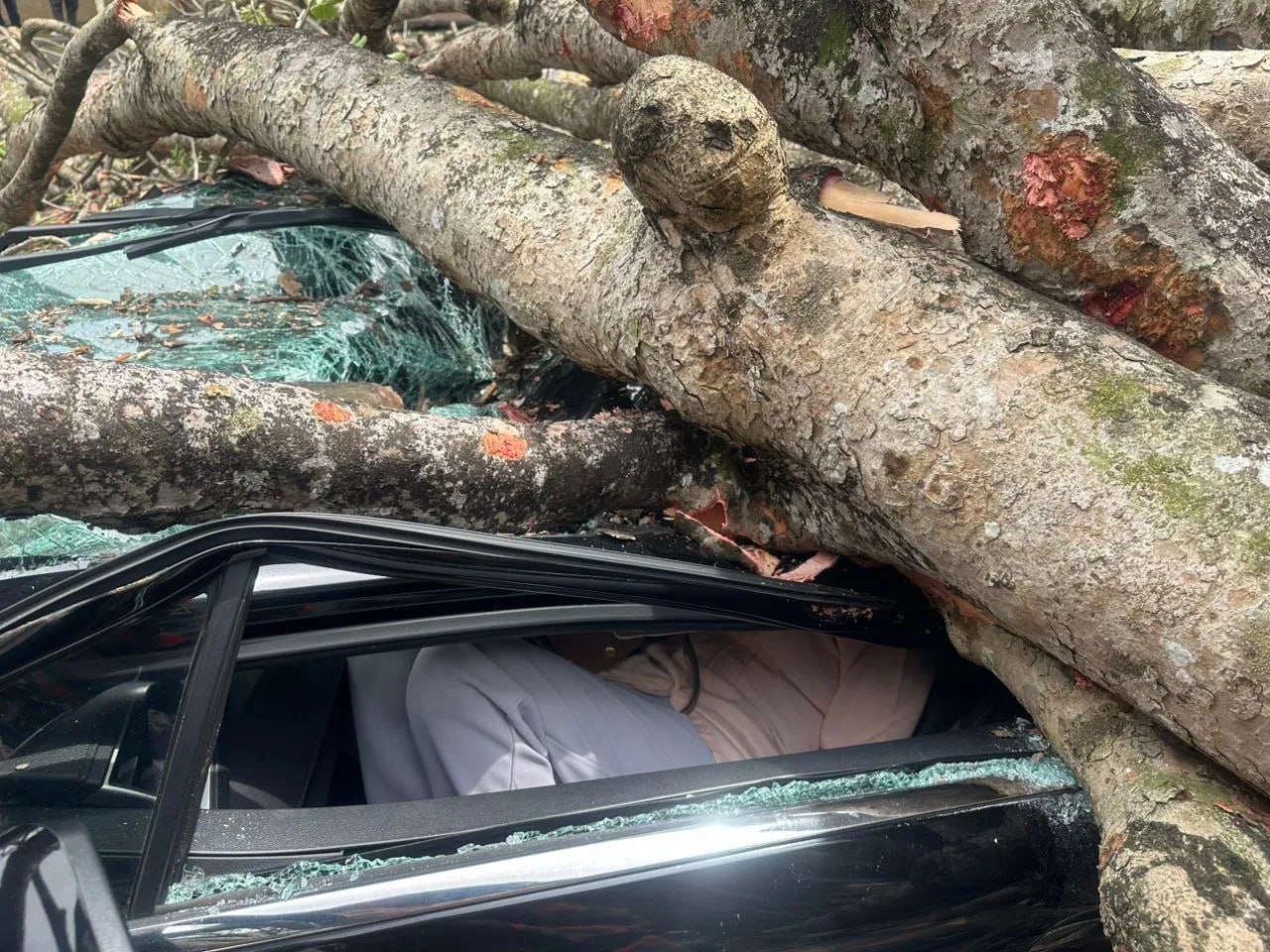 吃个瓜吃瓜网搞笑网马来西亚莎阿南大树倒塌压车，2妇女受伤热门资讯