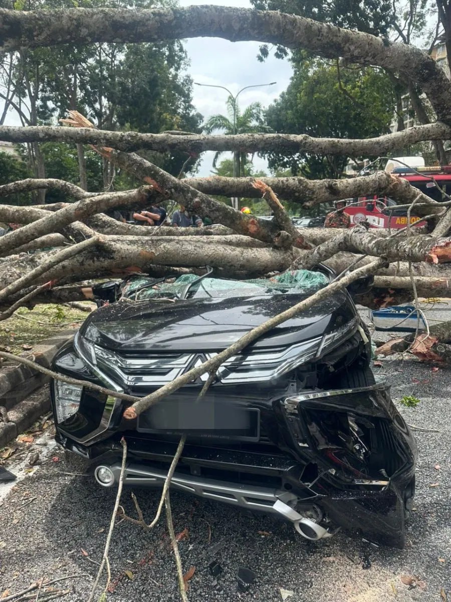 马来西亚莎阿南大树倒塌压车，2妇女受伤 - 图片3